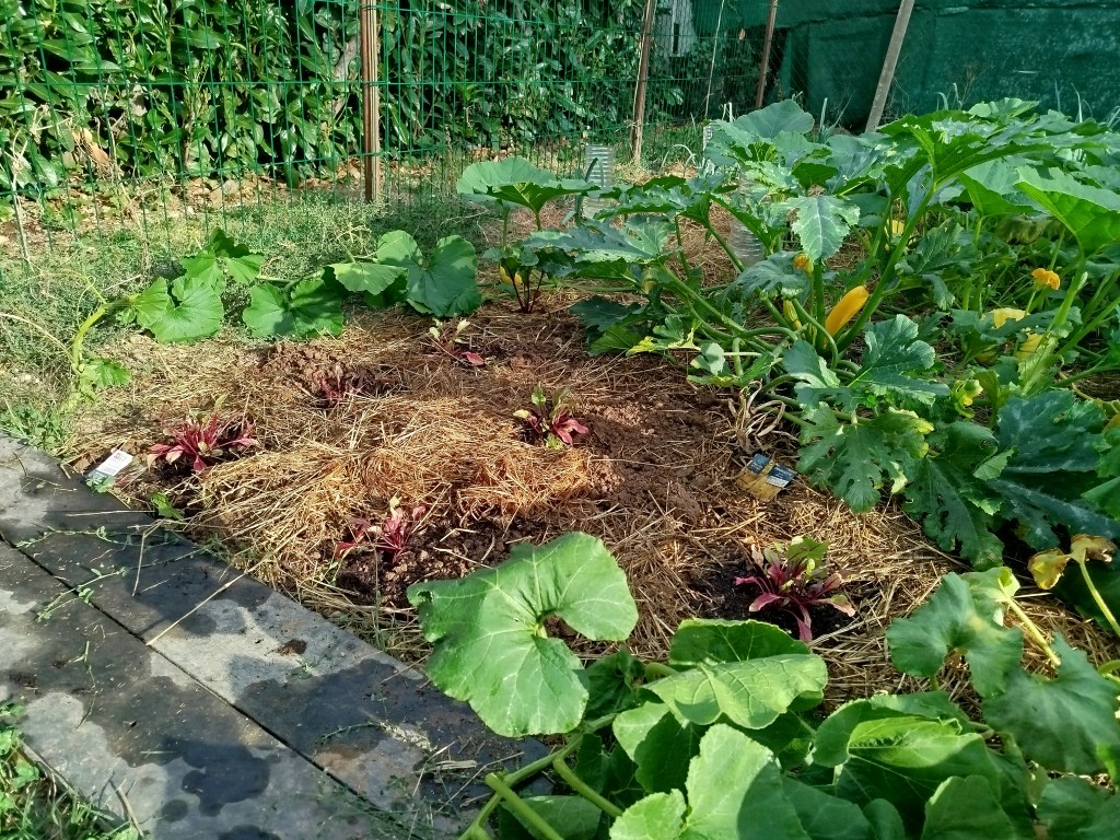 Septembre : la rentrée au potager